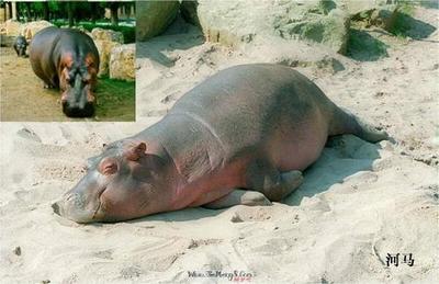 孕妇梦见河马