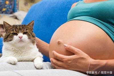 怎么知道母猫有没有怀孕