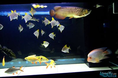 潁上縣閩江水族館二新北路店（潁上縣閩江水族館二新北路店電話號(hào)碼）