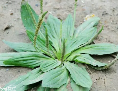 车前草 孕妇