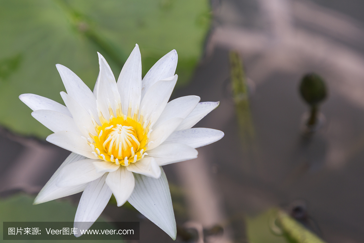 荷花或荷花盛开的荷叶背景在阳光明媚的夏天或春天的一天池塘.睡莲.