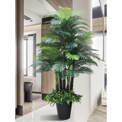 室内盆栽植物图片