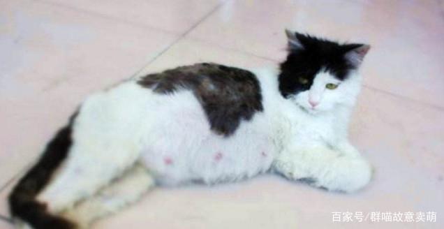 怀孕的猫会吐吗