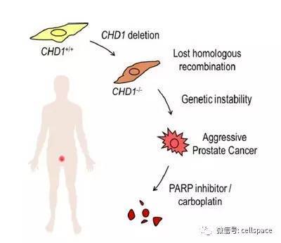 genetic recombination