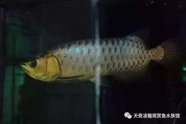 魚缸抽水泵如何使用（魚缸抽水泵如何使用視頻）