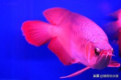 紅龍魚吃什么上色快一點(diǎn)（紅龍魚吃什么上色快一點(diǎn)呢）