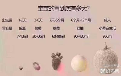 六个月的宝宝胃有多大