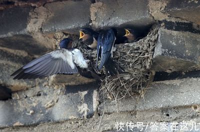 燕子窝风水