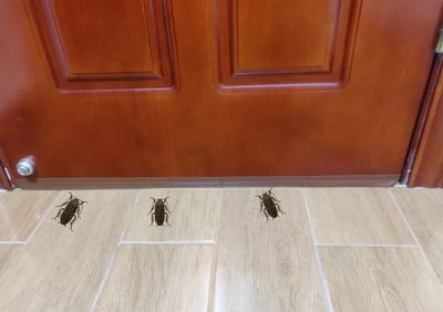 房间好多小蟑螂怎么办