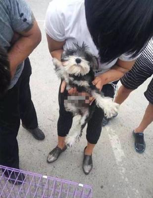 虐狗犯法吗