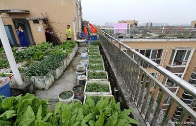 阳台种菜用什么肥料