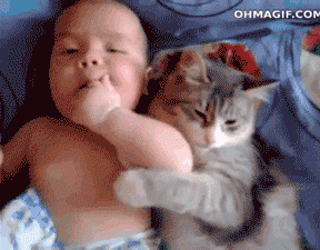 怀孕初期可以养猫吗