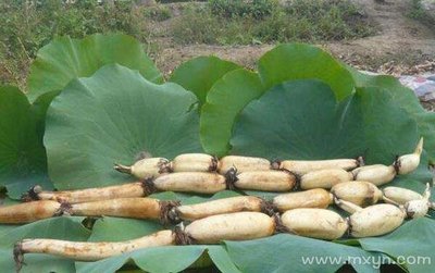 孕妇梦见莲藕