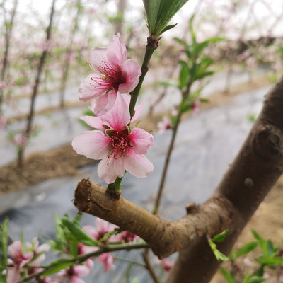 桃花在枝头怎么出来