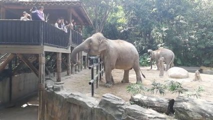 香江动物园在哪里