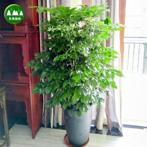 室内植物净化空气