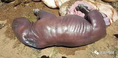 犀牛生宝宝