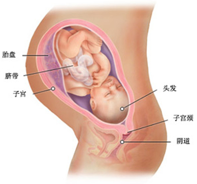 38周胎儿发育标准