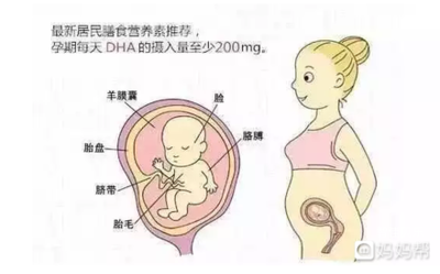 胎儿吸收营养过程图