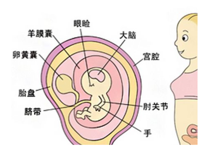 胎儿与胎盘的位置图片