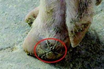 猪裂蹄病怎么治疗