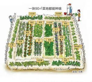 私家菜园设计实景图
