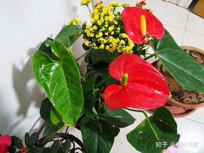 红掌可以放在客厅吗