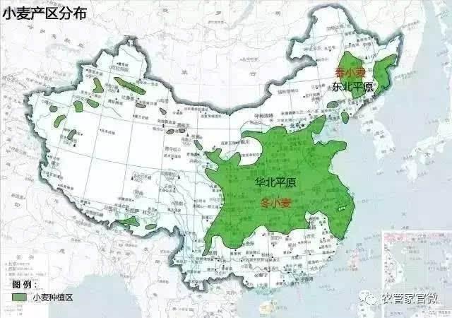 小麦第一大省
