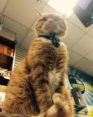 橘猫英文名