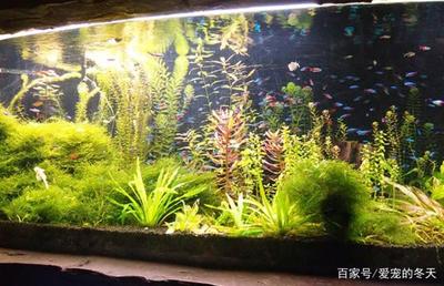 棗莊魚缸生產廠家（棗莊魚缸生產廠家電話）