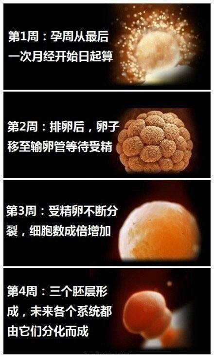 胎儿发育顺序