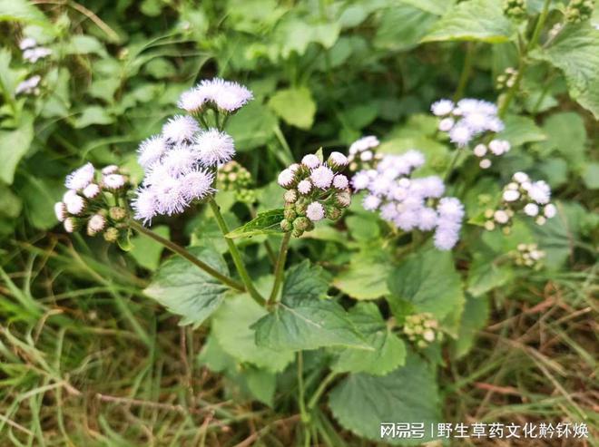 霍香草药的功效与作用