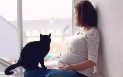 怀孕初期可以养猫吗