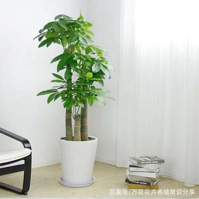 植物突然开花预兆风水
