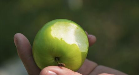 小孩咳嗽可以吃苹果吗