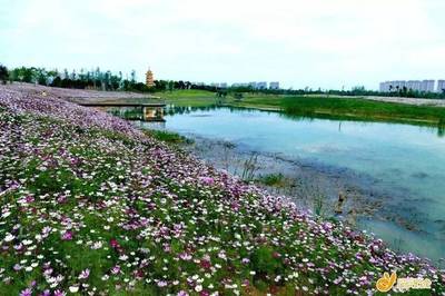 常州蔷薇园湿地公园