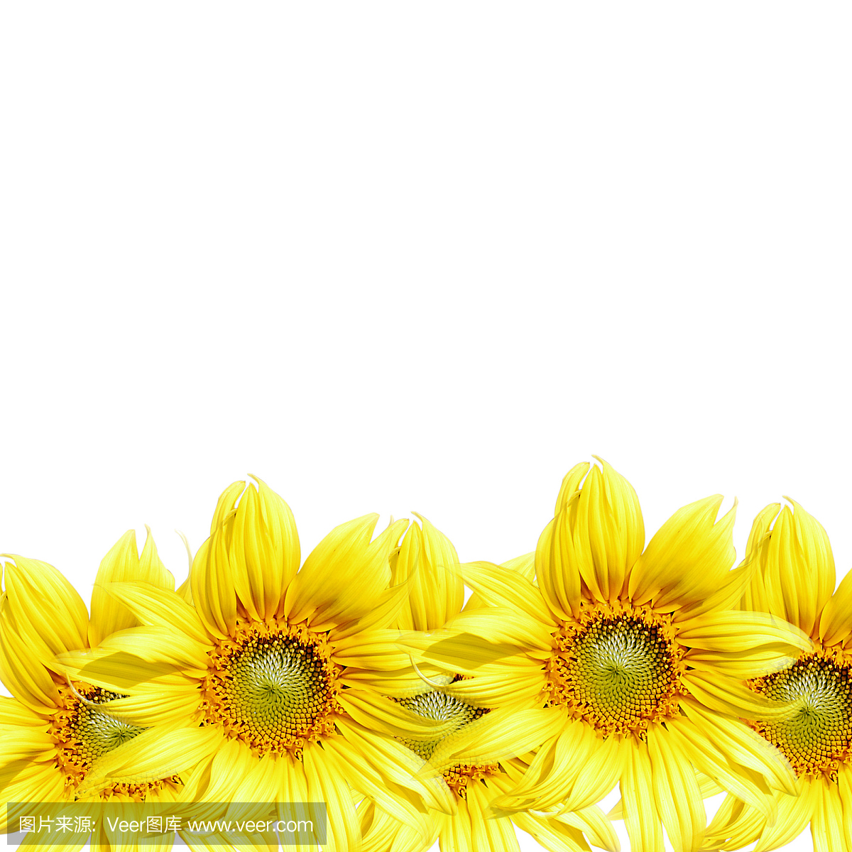 向日葵ppt背景图片_向日葵ppt背景图片素材_向日葵ppt背景图片模板_图