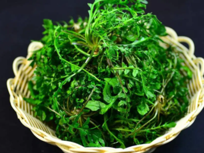 孕妇能不能吃荠菜
