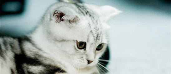 猫老吐是怎么回事