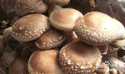 把干香菇泡发