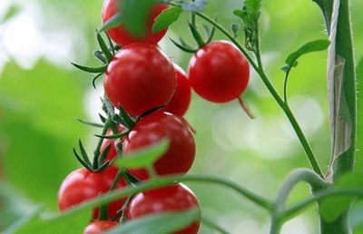 怀孕能吃小番茄吗