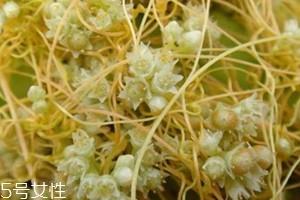 菟丝子孕妇可以吃吗