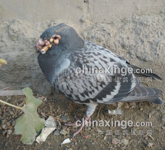 鸽子长痘怎么治疗