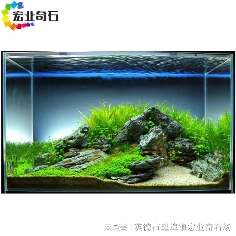 深圳龍魚市場在哪里（深圳龍魚市場在哪里?。?三間鼠魚苗