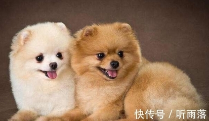 生肖狗几岁