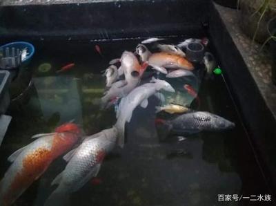 長沙買金魚缸的地方有哪些（長沙買金魚缸的地方有哪些店）