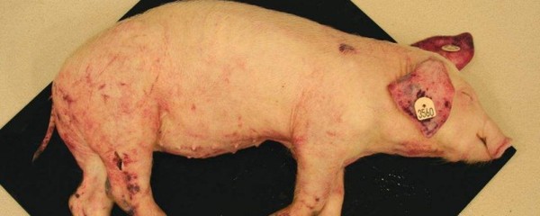 孕妇梦见死猪是什么意思