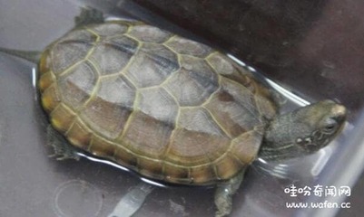 乌龟名称