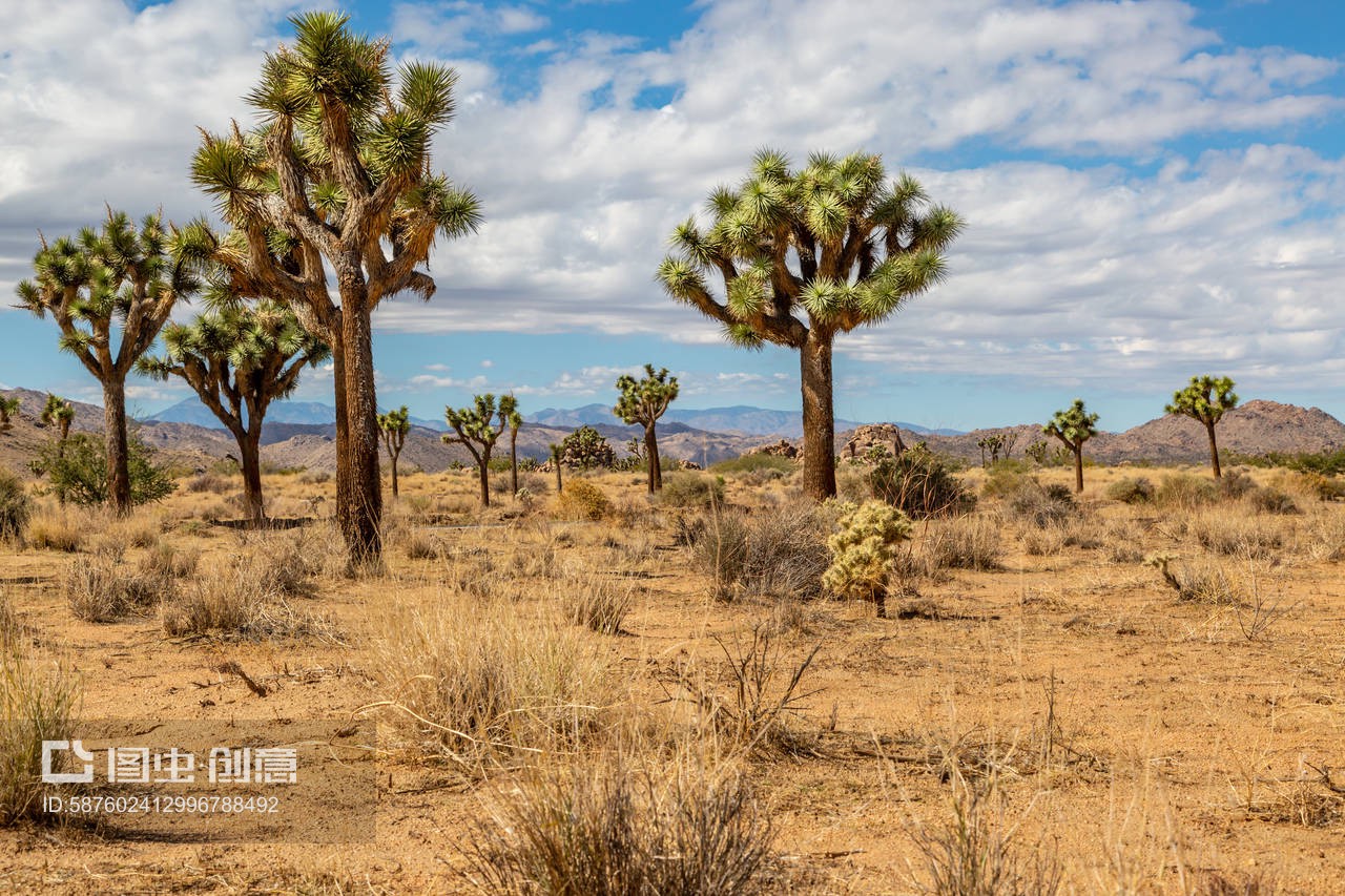  Saguaro National Park Attractions: A Desert Oasis of Natural Wonders