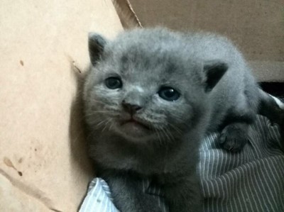 蓝猫起名字